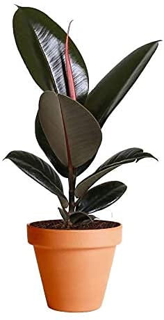 Ficus Abidjan con Maceta de Cerámica DECOALIVE Planta de Interior Natural Ficus Elastica Ficus Robusta