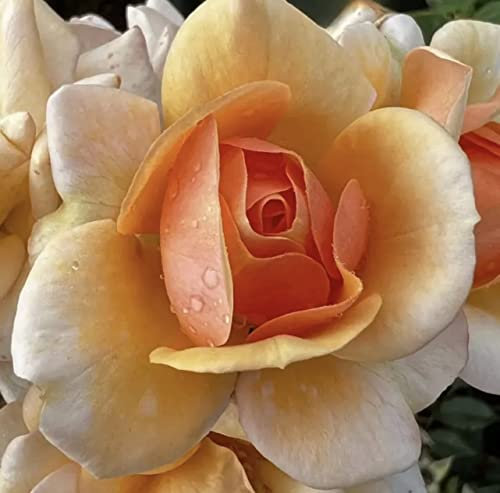 'Sweet Honey' Potted Rose - Floribunda Rose - Clusters of Creamy Apricot - Rose of The Year 2020-4lt Potted