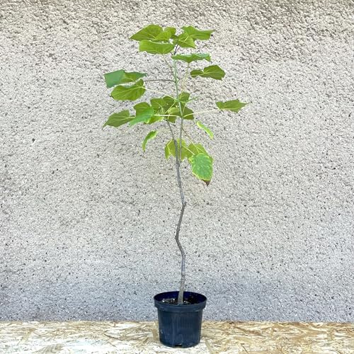 Gelber Trompetenbaum (Catalpa ovata); 3-jährige Jungpflanze ca. 90 cm; Laubbaum, Gartenbaum, Parkbaum, Stadtbaum, Klimabaum, Bienenbaum