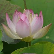 Fiore di Loto Nelumbo Joyfull – Rizoma Vivo di Loto Ornamentale Rosa – Pianta Acquatica per Laghetti e Vasi – Fioritura Estiva Decorativa