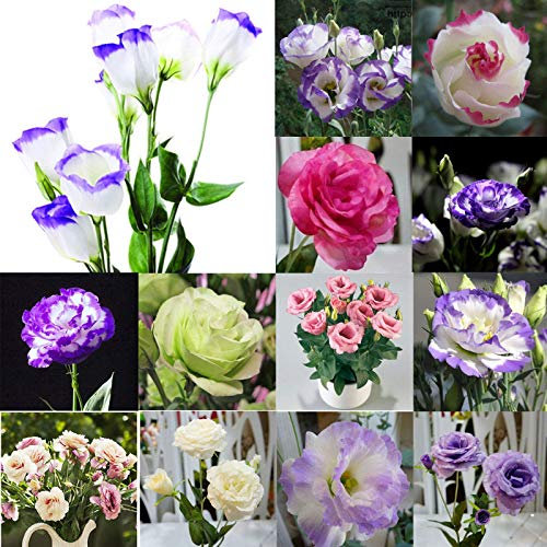 seedsown - Graines 'Double Roses' hellébore