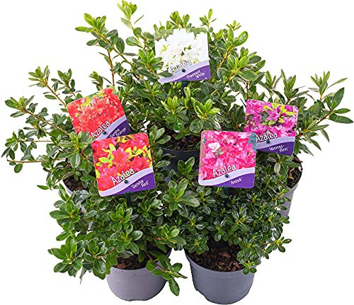 Azalea Collection (5 Pack) | Colourful Garden Plants | 15-25cm Potted Shrubs