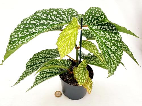 POWERS TO FLOWERS - BEGONIA MACULATA ANGEL WING, vaso 12cm diametro, pianta vera