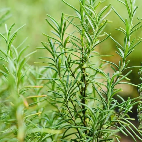 semi di rosmarino biologici - esterno resistenti selvatiche decorative balconi esotiche 600pcs