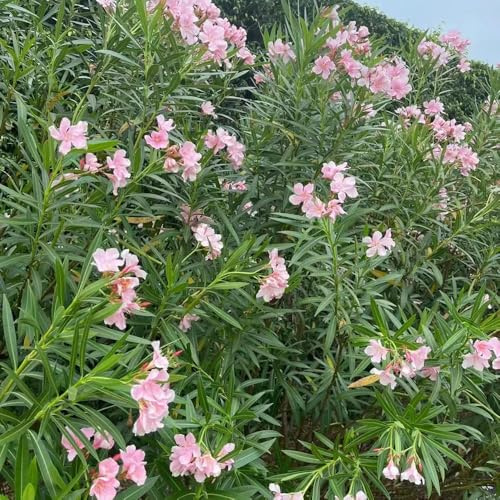 15pz semi di oleandro regalo