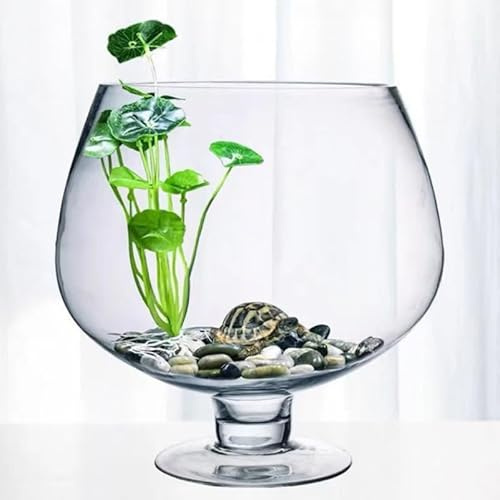 HEMOTON Aquarium De Bureau 7.48 Pouces Bocal À Poisson Rouge en Verre Transparent RéServoir Multifonction pour Poisson Betta DéCoratif pour Maison Et Bureau