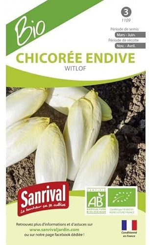 Graines Chicorée Endive Witlof Meilof