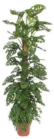 Fensterblatt – Monstera Monkey Leaf – Zimmerpflanze am Moosstock – ca. 180cm Höhe – Ø27cm – tropische Rankpflanze für Innenräume