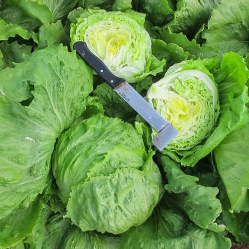 Semillas de lechuga iceberg, variedades antiguas de viejas de jardin 800pcs