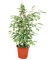 Exotenherz - Ficus benjamini Twilight, Birkenfeige 14cm
