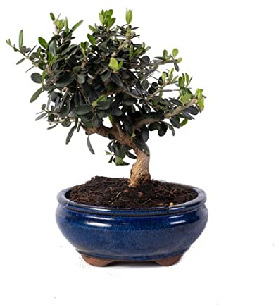 DECOALIVE Olivo Bonsái Natural Olea Europaea Árbol Interior y Exterior