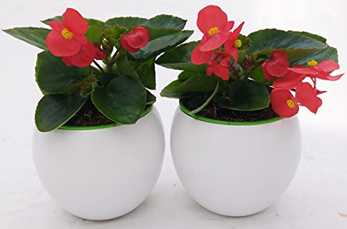 POWERS TO FLOWERS - BEGONIA BIG FOGLIA VERDE A FIORE ROSSO, 2 PIANTE IN VASO CERAMICA 14 CM, BEGONIA DRAGON, piante vere