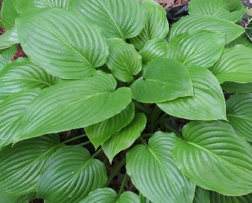 Graines de plantes Hosta 50 pièces vertes