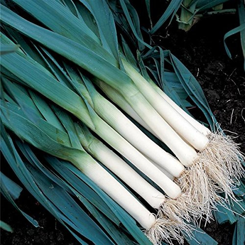 Graines de Poireau bleu de Solaise (3 grammes)