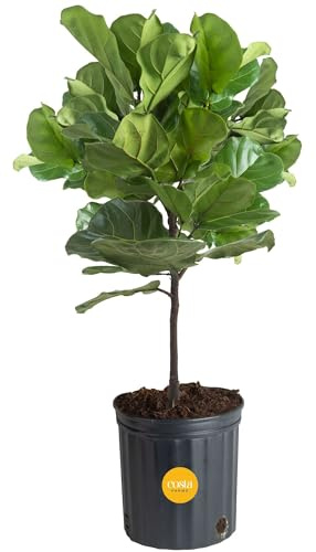 Costa Farms Fiddle Leaf Fig Tree, Live Indoor Floor Plant in Nursery Grow Pot, Clean Air Purifying Houseplant in Potting Soil, Living Room Decor, Housewarming New Home Gift, 3-4 Feet Tall