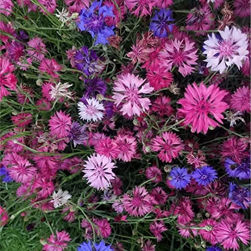 NO-GMO 350 Samen, Wildblumen Kornblumen Gemischte Samen Bachelor Button Samen Heirloom Samen