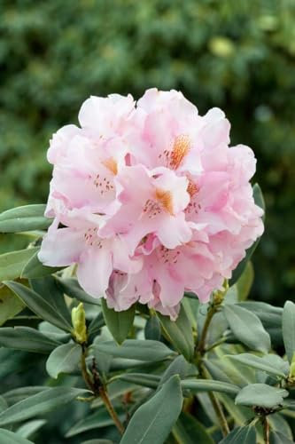 Rhododendron bureavii 'Teddy Bear' 70-80 cm - Rhododendron, rosa Blüten, Blütezeit Mai-Juni, immergrün, ideal für Halbschatten, winterhart