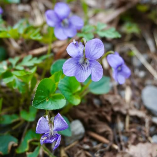 150 pcs duftveilchen samen, flowers, pflanzen (Viola odorata) balkonblumen, pflanzen winterhart draußen stauden, samen winterhart blumen samen mehrjährige, kübelpflanzen geschenk garten,