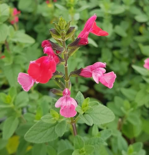 Salvia microphylla 'Grahamii' / Sauge de Graham/Conteneur de 3 à 4 litres/Vivace
