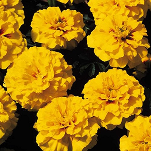 French Marigold Flower Garden Seeds - Janie Series - Bright Yellow - 1000 Seeds - Annual Flower Gardening Seed - Tagetes patula