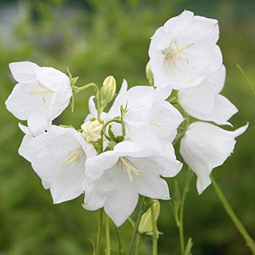 Genipap 60 semillas de Campanula persicifolia Bellflower
