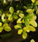 Hochstamm Gelber Bergilex Stechpalme 80-100cm - ilex crenata