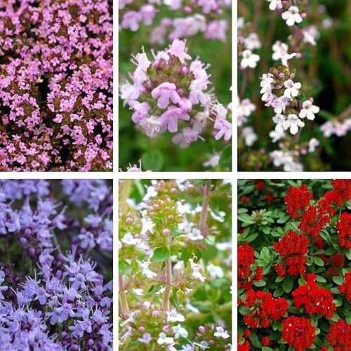 1500 Graines de Thym Rampant Vivace | Couvre-Sol Aromatique Non-OGM Résistant à la Sécheresse pour Jardin, Potager, Massif Fleuri (Mélange)