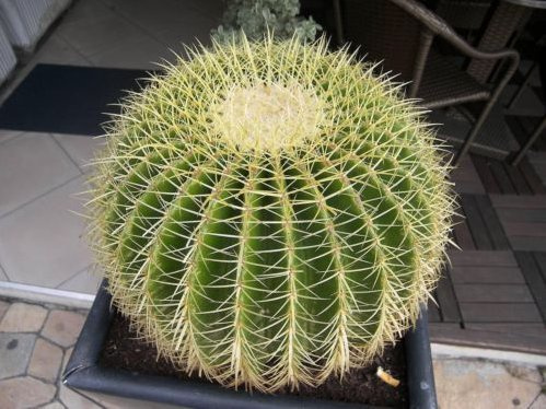 Fresko barilotto dorato Kaktus 5 Semi Echinocactus grusonii Winterhart a -4 °C