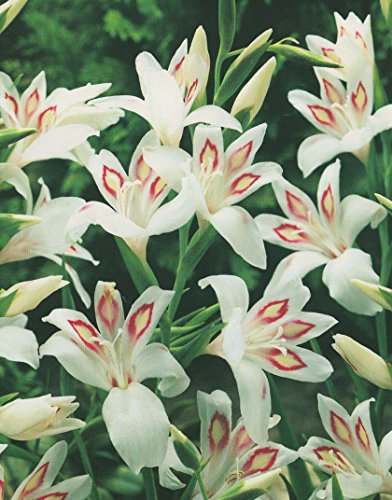 Zwerg Gladiolen nanus Nymph Blumenzwiebeln (10 Blumenzwiebeln)