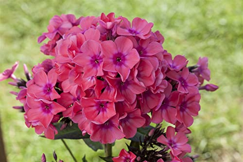 Phlox paniculata 'Pink Flame' 11x11 cm Topf – Winterhart, Mehrjährig, Pflegeleicht – Flammenblume – Staude für Beet & Rabatte