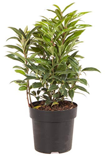 YouGarden Sarcococca hookeriana 'Winter Gem', Established Garden Plant in 15cm Pot, Hardy Evergreen Shrub for Winter Fragrance