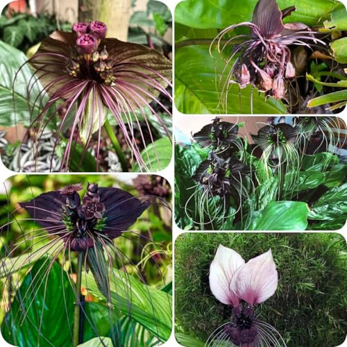 100 pcs Tacca chantrieri extrem winterharte kübelpflanzen balkonpflanzen Schwarze Fledermausblume, Tacca chantrieri, blumensamen geschenk balkonpflanzen winterhart mehrjährig balkon