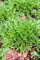 Endivie, GREEN GEKRÄUSELTE RUFFEC, Salat, 350 Samen