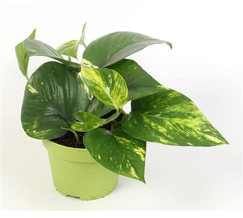Golden POTHOS Scindapsus Epipremnum Aureum Devils Ivy Indoor Plant in 8 cm Pot