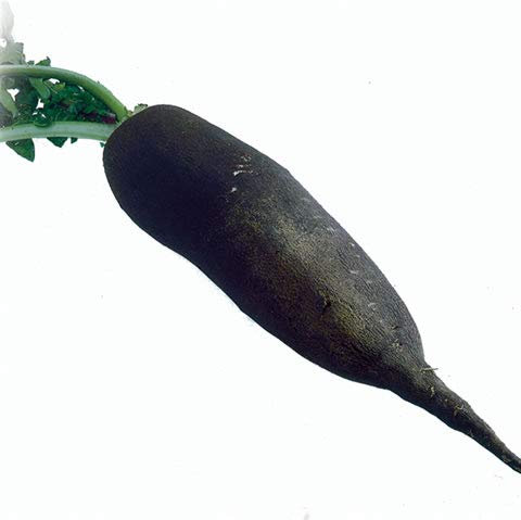 Unusual Rare NAVET Noir Long French Heirloom Heritage Turnip Long Black 100 Seeds. Certified French Organic Grower