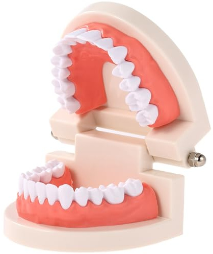 FGXY Tänder Tanddemonstrationsmodell, Tandmodell, Tandmodell, Anatomisk Tandmodell för Tandundervisning eller Munvård, Tandtänder Modell barn Demonstration Tandborstning Modell för Sjukhus Tandläkare