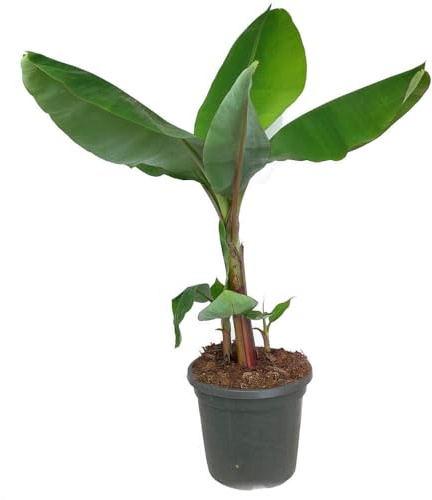 Platanera +50cm Altura Planta Natural Bananera