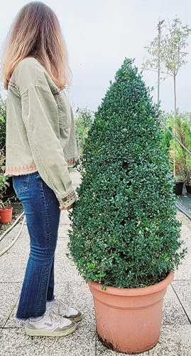 POWERS TO FLOWERS - BUXUS SEMPERVIRENS, FORMA DI PIRAMIDE XXL, Vaso 34cm diametro, altezza 140cm, pianta vera