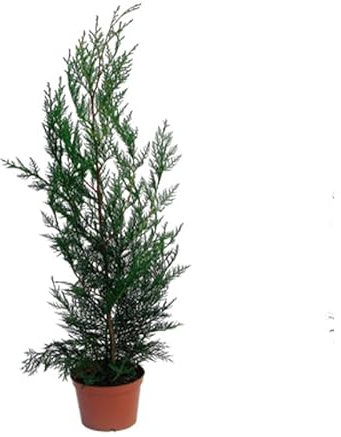 Ciprés Natural Árbol Resistente de Crecimiento Rápido