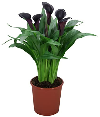 Cala Natural Planta de Interior o de Exterior de Bonitas Flores