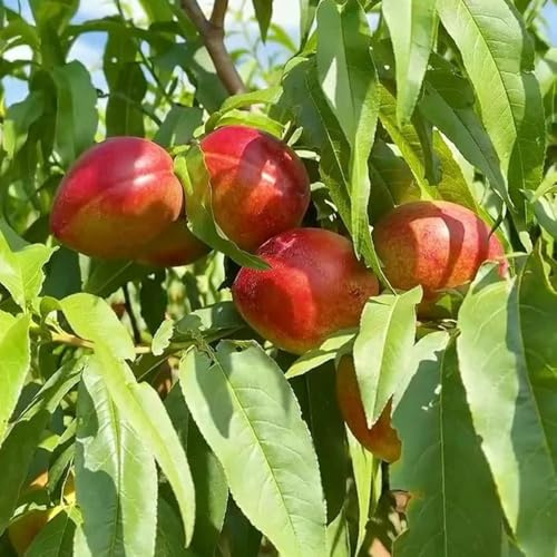 Semillas de nectarina, comprar de jardín rocas resistentes exterior regalos para jardineros huerta exóticas variedades antiguas 3pcs