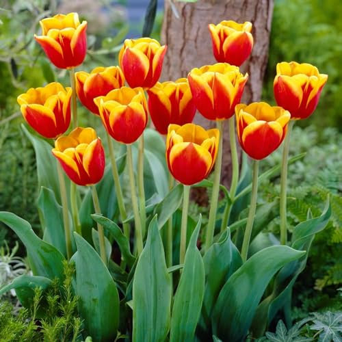 Bulbes de tulipes Single Red-Yellow Passion (25 pièces) tulipes exclusives de Hollande, résistantes au froid et vivaces pour le jardin, les pots, le balcon d'Amsterdam (gros bulbes, pas de graines)
