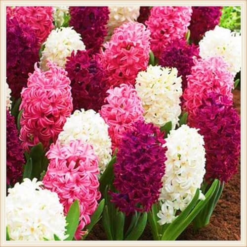 Hyazinthenzwiebel Winterhart MehrjäHrig,Hyazinthen Rhizome Hyazinthen Pflanzen Winterhart Hyazinthe Kaufen,Gärten Geschenk bereit MehrjäHrige Knollenpflanze Im Topf Pflanzen-5zwiebeln-a