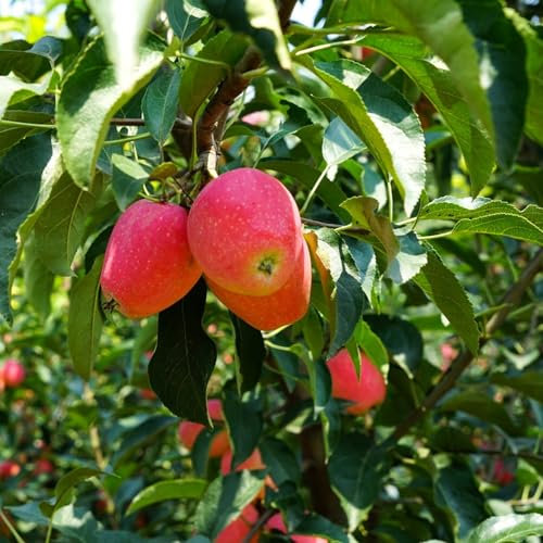 100 Graines de Fruits Naturelles Non-OGM – Poires, Cerises, Pêches – Pour Jardin, Verger, Balcon (Pomme)