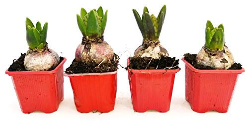 POWERS TO FLOWERS - SET 4 BULBI GIACINTO PROFUMATO ROSSO, piante vere