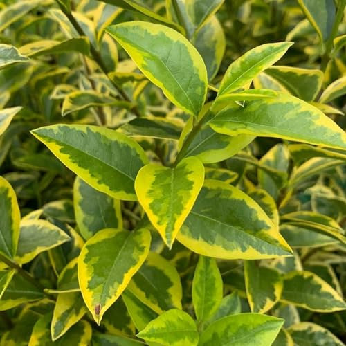 Plant Theory Aureum Oval Leaf Privet Ligustrum Ovalifolium Shrub Plant 2L Pot