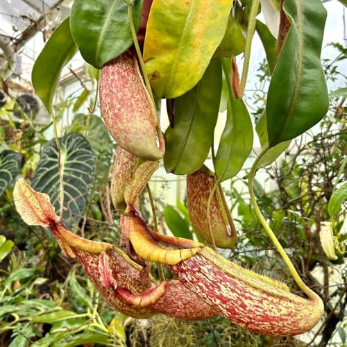 Semi di carnivora, Nepenthes mirabilis, Le perenni sono Semi di Nepenthes, d'appartamento da balcone rustici 30pcs