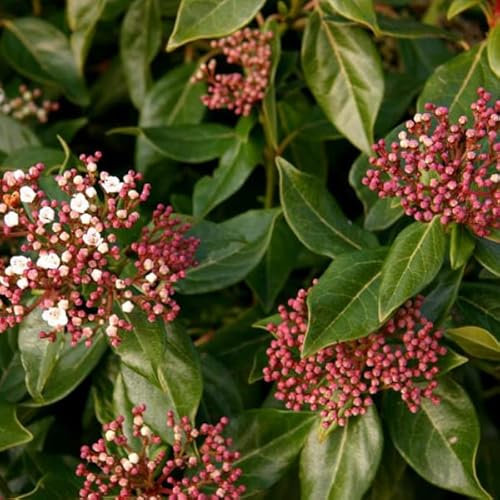 3 x Viorne tin;Laurier tin - Viburnum Tinus 30-40 cm en conteneur - Arbuste populaire apprécié pour sa facilité d'entretien et son feuillage persistant attrayant.