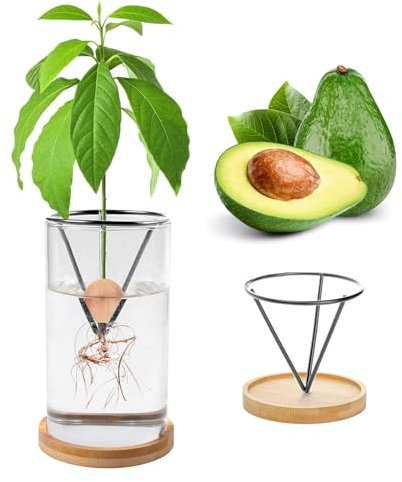 Kit di coltivazione di avocado con vaso in vetro - Contenitore per piante cromate per semi (semi per piante)