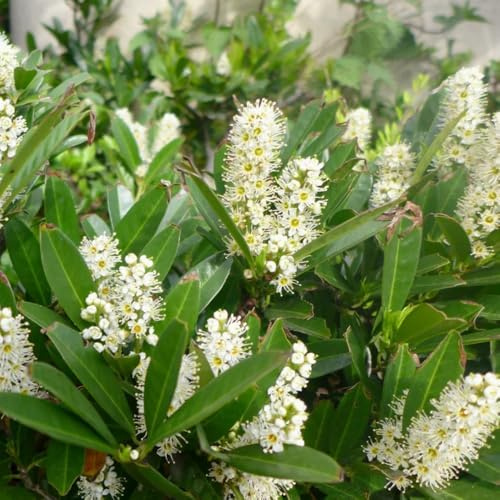 semillas de laurel cerezo - exóticas resistentes balcón jardín orgánicas 150pcs